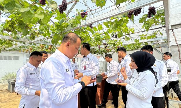 Dukung Penuh Ketahanan Pangan, Kakanwil Ditjenpas Lampung dan Kalapas Panen Anggur serta Pakcoy di Lapas Kelas I Bandar Lampung