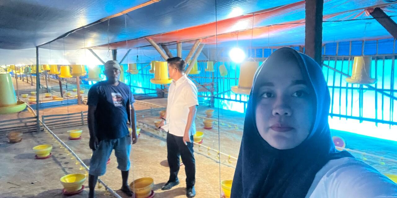 Dari Pinjaman Rp50 Juta, Peternakan Ayam Bukori Kini Berkapasitas 14.000 Ekor, BRI Unit Mandah Dorong Usaha Terus Berkembang
